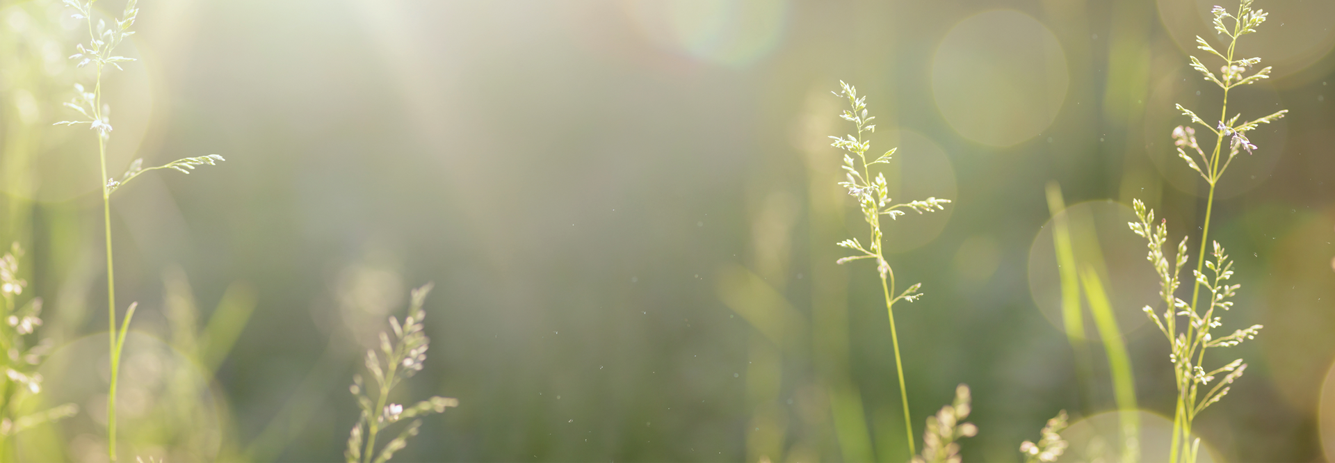 banner_hillside